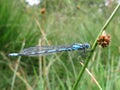 Blue Damsel-fly Royalty Free Stock Photo