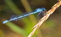 Blue Damselfly Royalty Free Stock Photo