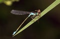 Blue damselfly