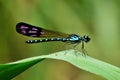 Blue Damselfly Royalty Free Stock Photo