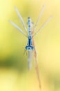 Blue damselfly