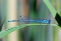 Blue damselfly