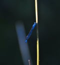 Blue damselfly clings to a blade of grass