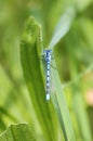 Blue damselfly close up Royalty Free Stock Photo