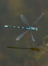 Blue Damselfly - Enallagma cyathigerm