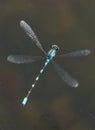 Blue Damselfly - Enallagma cyathigerm