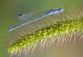 Blue damselfly on foxtail