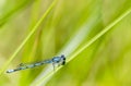 Blue Damselfly and Green Background Royalty Free Stock Photo