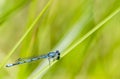 Blue Damselfly and Green Background