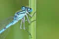 Blue Damselfly on Green Reed Royalty Free Stock Photo