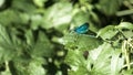 Blue damselfly on a leaf