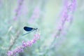 Blue damselfly in the nature Royalty Free Stock Photo