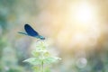 Blue damselfly in the nature Royalty Free Stock Photo