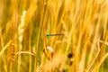 Blue Damselfly Resting on a Reed in a Golden Summer Meadow Royalty Free Stock Photo