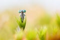 Blue damselfly trapped in sundew Royalty Free Stock Photo