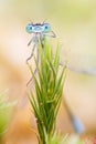 Blue damselfly trapped by sundew Royalty Free Stock Photo