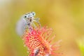 Blue damselfly trapped in sundew