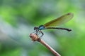 Blue Damselfy/Dragon Fly/Zygoptera sitting in the edge of bamboo stem with soft blue green background