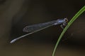 Blue damslefly Royalty Free Stock Photo