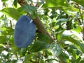 Blue Damson Plum Hanging on Plum Tree Royalty Free Stock Photo