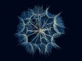 Blue dandelion closeup Royalty Free Stock Photo