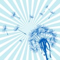 Blue dandelion with flying seeds over a sunburst background Royalty Free Stock Photo