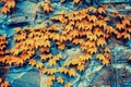 The stone wall covered with dry ivy background Royalty Free Stock Photo