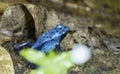 Blue Dart Frog on Leaves Royalty Free Stock Photo