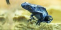 Blue dart frog Royalty Free Stock Photo