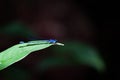 The Blue dasher on dark background. Small Dragon Fly on a large green leaf. Insect Life. Royalty Free Stock Photo