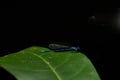 The Blue dasher on dark background. Small Dragon Fly on a large green leaf. Insect Life. Royalty Free Stock Photo