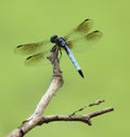 Blue Dasher Dragonfly Royalty Free Stock Photo