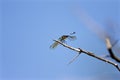 Blue Dasher Dragonfly  803527  803527 Royalty Free Stock Photo