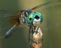 Blue Dasher Dragonfly Royalty Free Stock Photo