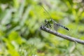 Blue Dasher Dragonfly On A Dry Stick