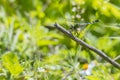Blue Dasher Dragonfly Eating Its Prey Royalty Free Stock Photo