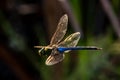 Dragonfly in flight