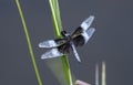 Widow Skimmer Dragonfly over a lake, Walton County, Georgia USA Royalty Free Stock Photo