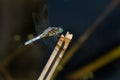Blue Dasher Dragonfly - Pachydiplax longipennis Royalty Free Stock Photo