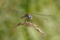 Blue Dasher dragonfly perched on a grass plant Royalty Free Stock Photo