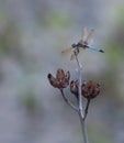 Blue Dasher Dragonfly