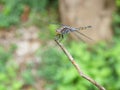 Blue dasher dragonfly with pattern of yellow and orange on the side of the body Royalty Free Stock Photo