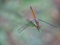 Blue dasher dragonfly on a branch Royalty Free Stock Photo