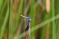 Blue Dasher Dragonfly  704079 Royalty Free Stock Photo