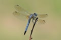 Blue dasher dragonfly