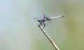 Dasher Dragonfly, Sweetwater Wetlands, Tucson Arizona desert