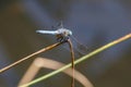 Blue Dasher dragonfly Royalty Free Stock Photo