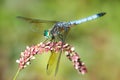 Blue Dasher on Pink Flower