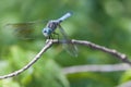 Blue Dasher on twig Royalty Free Stock Photo