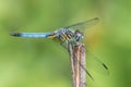 Blue Dasher X